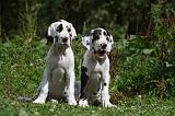 DOGUE ALLEMAND 244